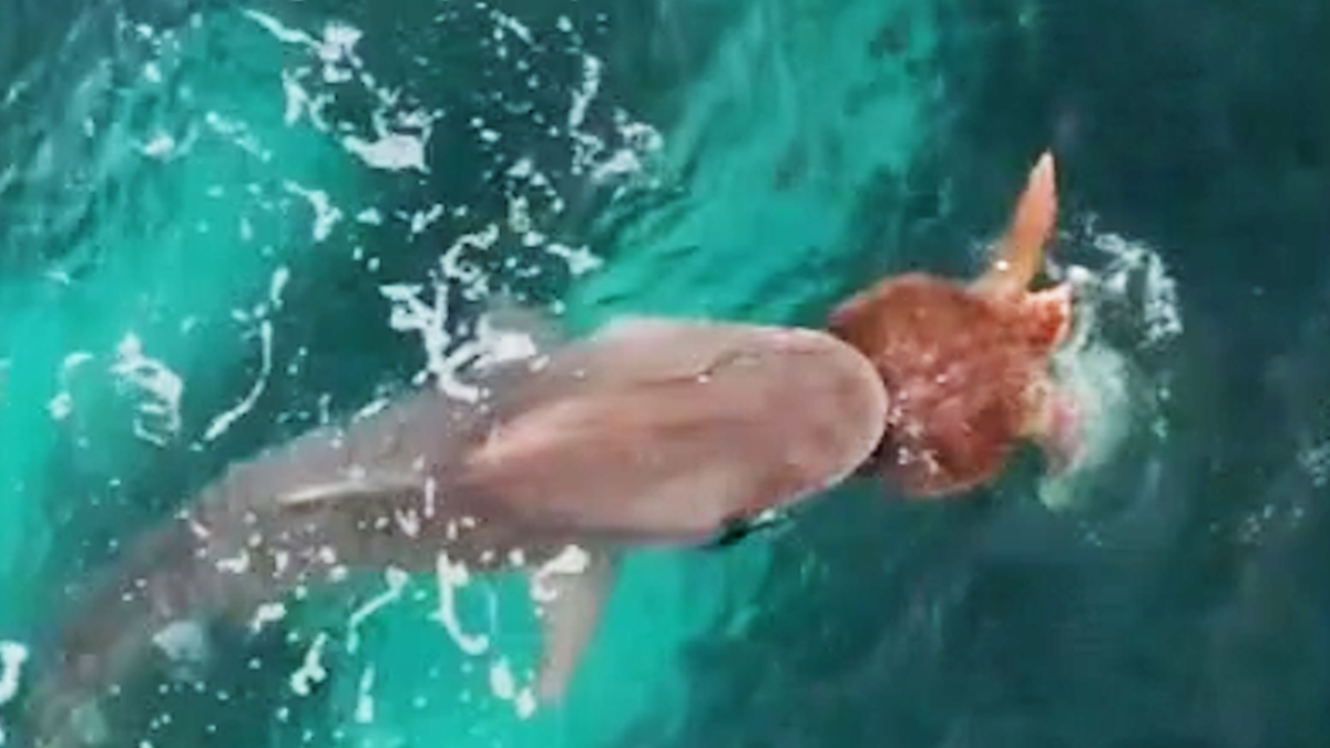 Turtle takes on tiger shark off Western Australia's coast