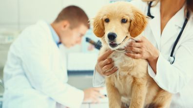 Labrador at the vet