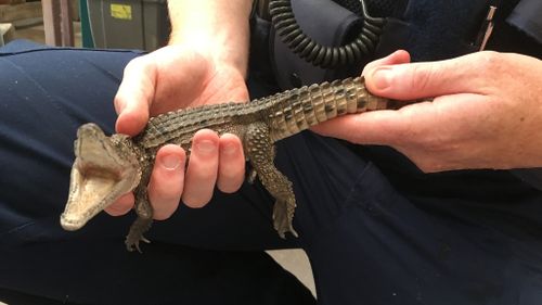 Baby crocodile seized and man, woman arrested at Victorian home