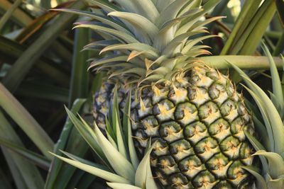 <strong>Pineapple</strong>
