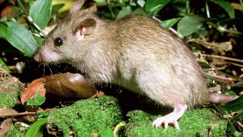 Rat infestation plagues New Zealand town