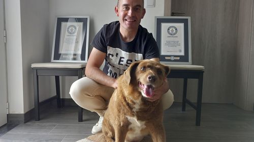 Bobi pose pour une photo avec son propriétaire Leonel Costa et ses certificats de record du monde Guinness pour le chien le plus âgé, chez eux à Conqueiros, dans le centre du Portugal, plus tôt cette année.