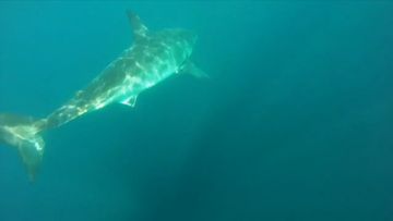 'It's chasing me': Great white shark circles kayakers