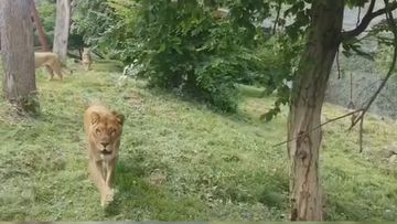 Australians have helped rescue nine doomed lions left in a Ukrainian zoo.