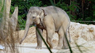 Zookeepers prepare for risky tusk removal surgery on elephant Bob on Mega Zoo.