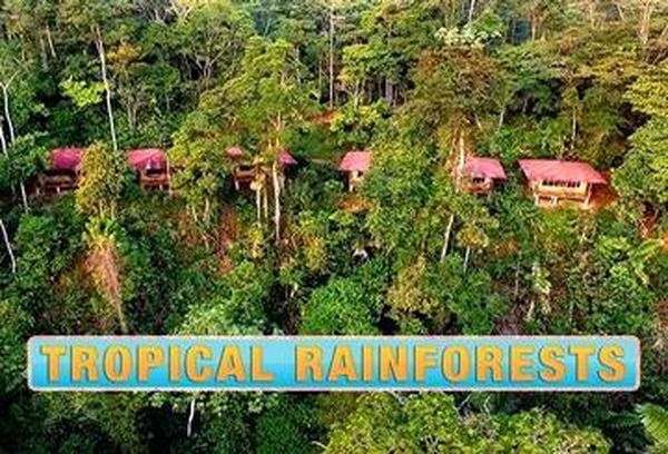 Tropical Rainforests