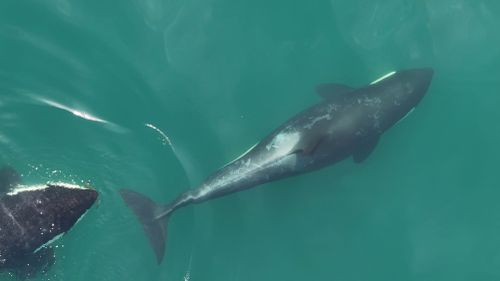 The orca on the left carries kelp in its mouth, allowing the whales to "allokelp," or roll the plant between their two bodies.