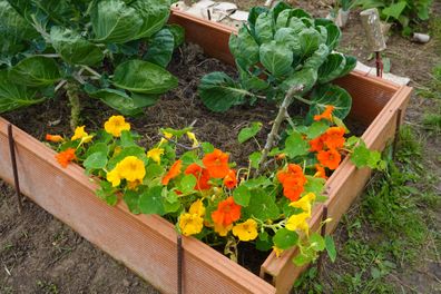 Bright orange and yellow nasturtiums growing alongside leafy greens in a wooden raised garden bed.