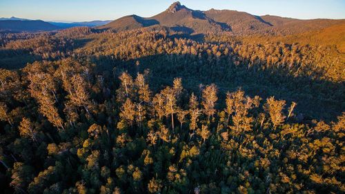 Tasmania abandons logging of World Heritage-listed forest following UNESCO report