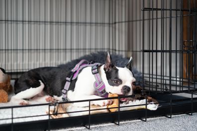 Boston Terrier puppy inside dog crate with the door open and a treat. 