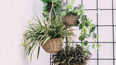 Indoor plants