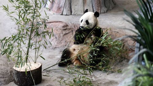 Male panda Hua Bao, named Pyry in Finnish, eats bamboo. (Image: AP)