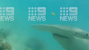 Hammerhead shark comes face to face with man on Queensland reef.