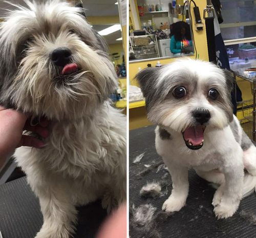 Mr Imhof says he witnesses a personality change in the groomed dogs. (Facebook: Mark The Dog Guy)