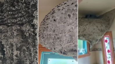 Dale Armel pest controller massive wasp nest Melbourne bathroom
