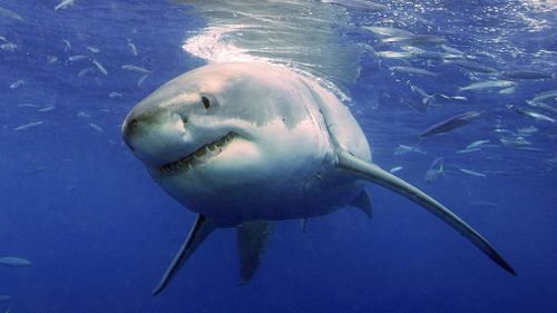 A third of shark species are under threat.