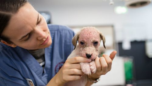 One of the puppies in the care of the RSPCA. Picture: Supplied