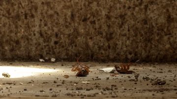 Cockroaches have infiltrated the premises over what they claim is a bungled building job on the kitchen.Paul Willis has lived at this home for 15 years and despite the state of the residence, he claims public housing is not stepping up to fix the issues they are encountering.