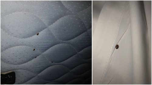 Multiple bugs were found crawling on the hotel bed. (Supplied)