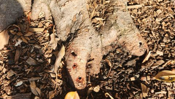 Balmoral fig trees drilled and poisoned.