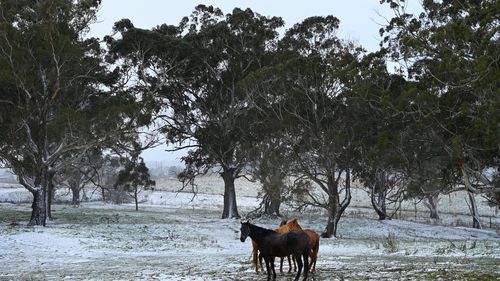 Snow covers the ground in Oberon where the temperature is 0 degrees. Oberon, NSW. 1st June, 2022. Photo: Kate Geraghty