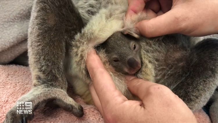 baby koala in pouch