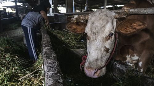 YOGYAKARTA, INDONESIA - JULY 22: Cows are seen on a cattle farm that has been infected with foot and mouth disease on July 22, 2022 in Yogyakarta, Indonesia. Indonesia is battling an outbreak of foot and mouth disease, a highly-contagious disease that affects hooved animals such as cows and pigs and threatens to devastate the livestock industry if not erradicated. (Photo by Ulet Ifansasti/Getty Images)