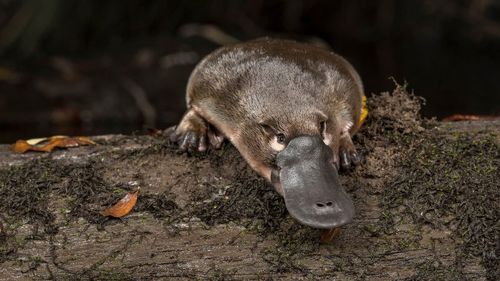 Platypus were once abundant in the Sydney Basin but the chances of seeing one there now are almost zero.