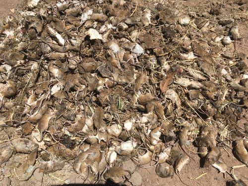 The New South Wales government has pledged a $ 50 million support package to help fight mouse plague, which devastated some farmers' crops.