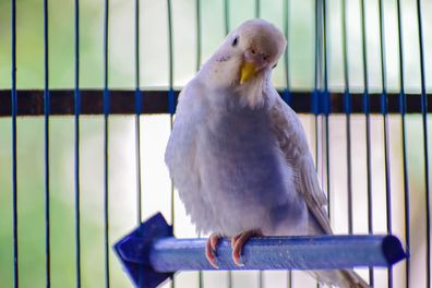 Stock image of a pet bird in a cage.