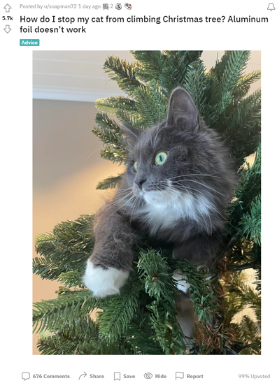 Cat sitting in Christmas tree