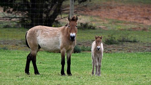 The Przewalski's Horse is the world's only remaining wild horse with the species once classified as extinct in the wild.