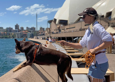 Dogs patrol Opera Bar to scare off seagulls