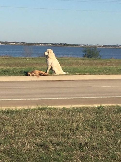 Loyal dog keeps watch over friend hit by car