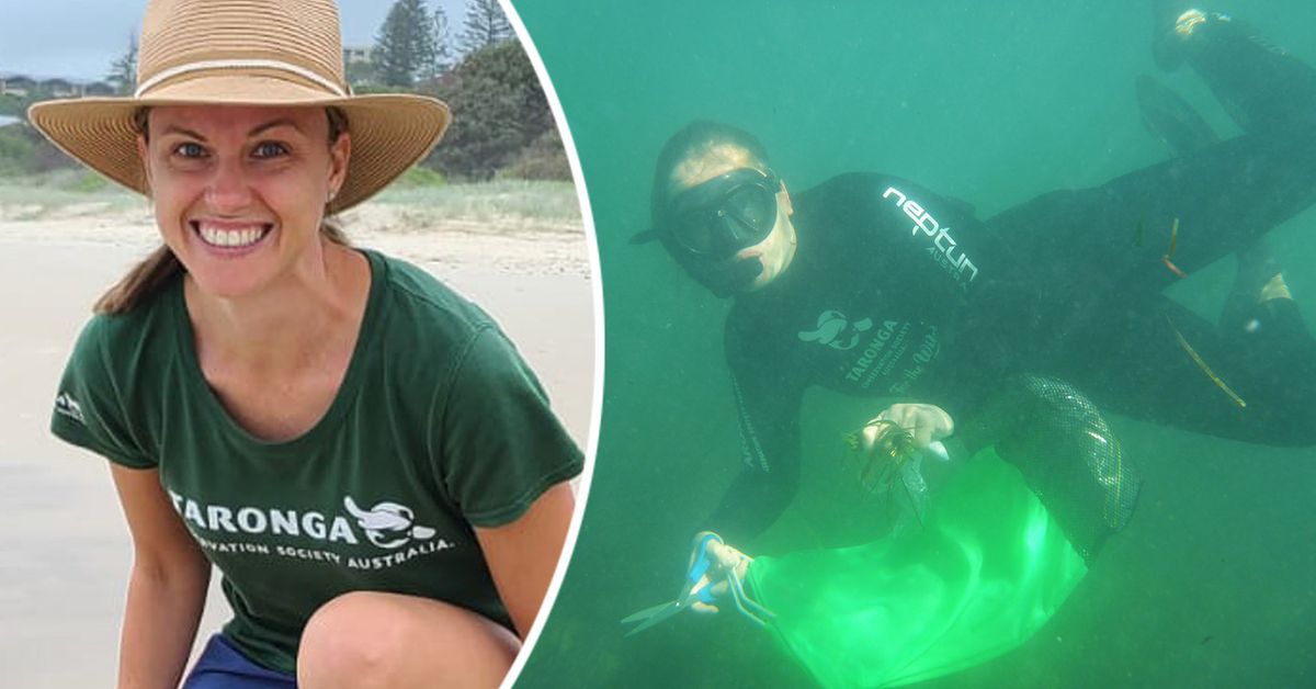 Taronga Zoo turtle tracking: Dr Joanna Day searches murky waters for ...