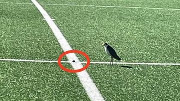 A plover laid an egg on the centre line of a soccer field near Canberra.
