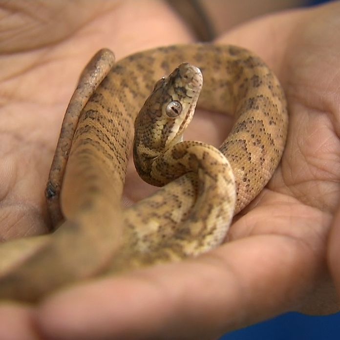 Snakes - Campbelltown City Council