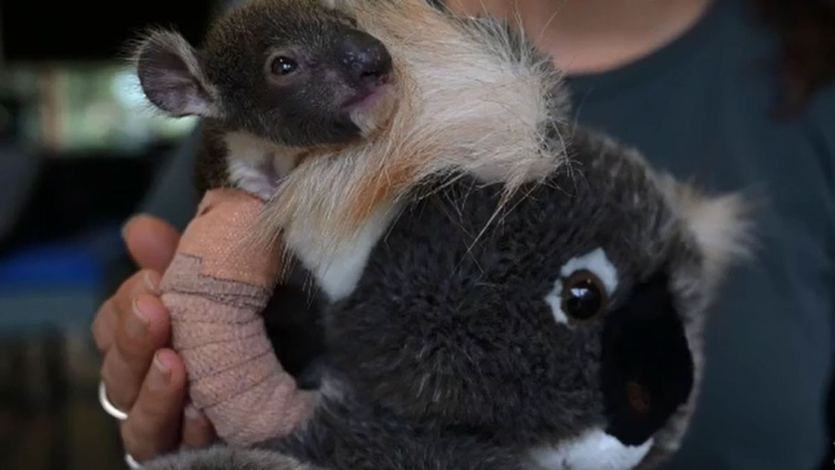 Koala Joey Has Cast On Arm At Melbourne Zoo After Mum Fell From