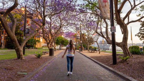 The jacaranda trees at Circular Quay, The Rocks on Sydney Harbour 