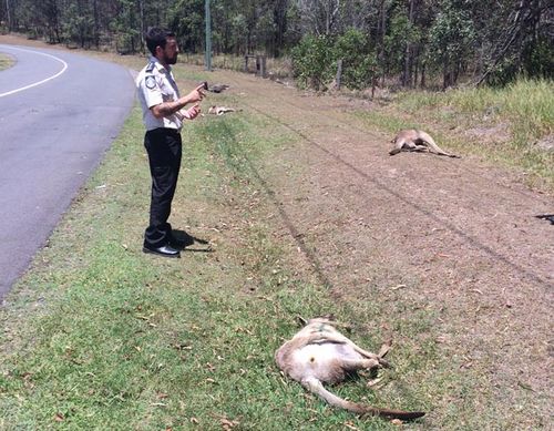Reward offered to find driver who ran down 17 kangaroos in Brisbane