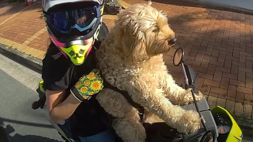ï»¿A woman has been fined for riding a motorbike with a dog strapped to her chest in a Temu harï»¿ness on Queensland's Sunshine Coast. 