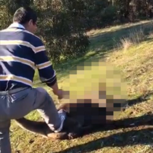 The kangaroo was lifeless after the man hacked it at least 18 times. (Facebook)