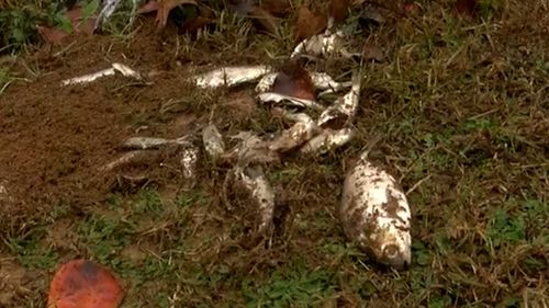 Рыба разных размеров упала с неба в Тексаркане, штат Техас.