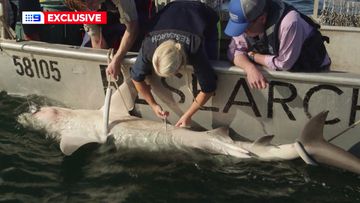 Researchers get up close and personal with smiling shark - WSVN 7News, Miami News, Weather, Sports