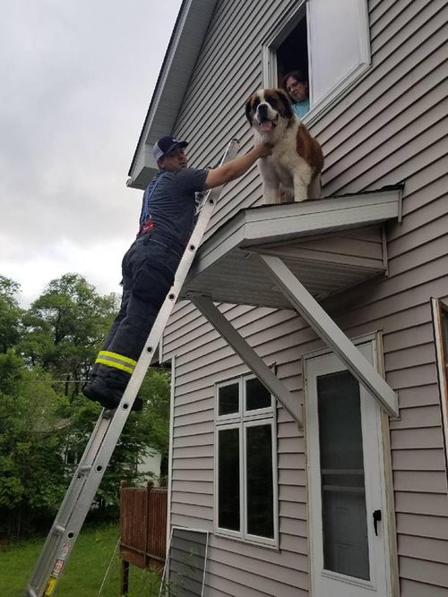 It was a joint effort to get Whiskey off the roof. Picture: Facebook