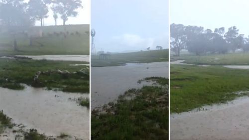 Before the dust and drought hit, the area experienced plentiful rain in 2016 with the farm's paddocks lush and green. (Supplied)