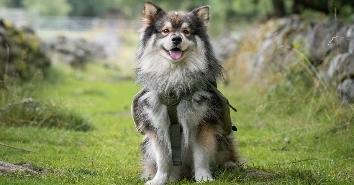 Dog breeds: Five things to know about Finnish Lapphund dogs if you’re considering one as a pet