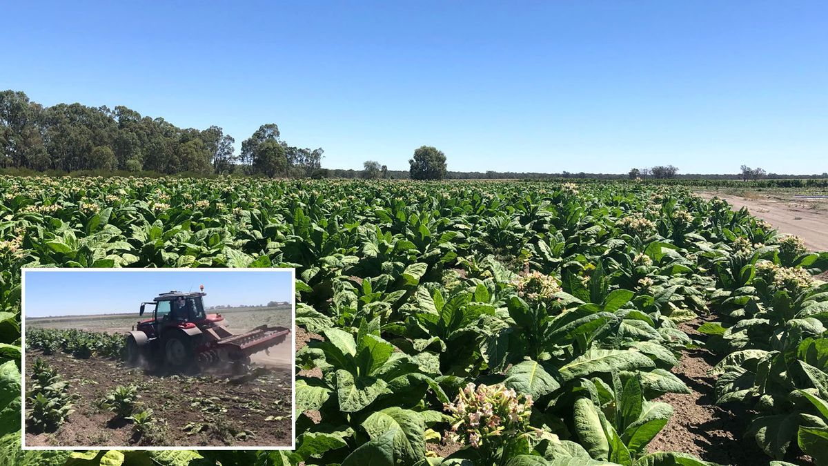 is it illegal to grow tobacco in australia Large illegal tobacco farm busted in NSW