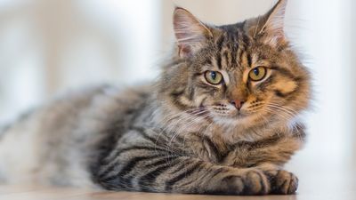 Top three names for male cats