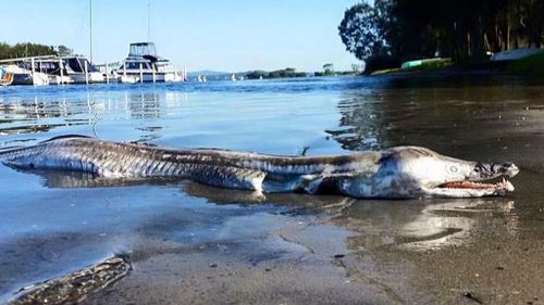 Speculation surrounds photo of giant sea creature on banks of Lake Macquarie